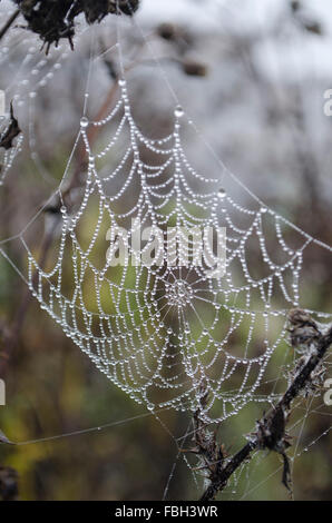 Spider web in the dew Stock Photo