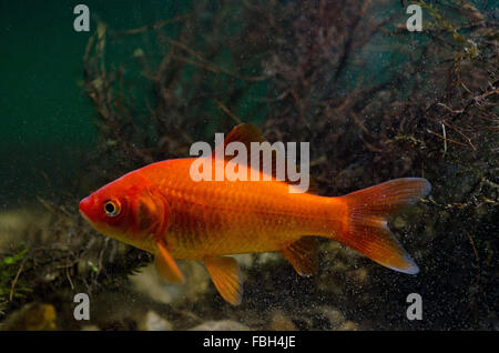 Goldfish (Carassius auratus) Stock Photo