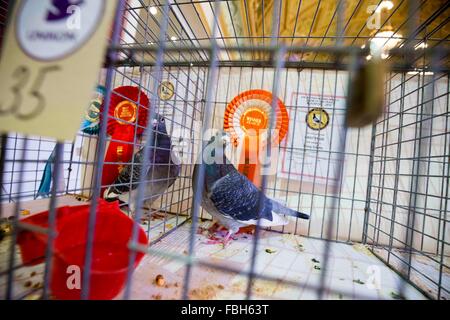 The British Homing World Show of at The Winter Gardens , Blackpool Stock Photo