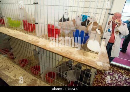 The British Homing World Show of at The Winter Gardens , Blackpool Stock Photo