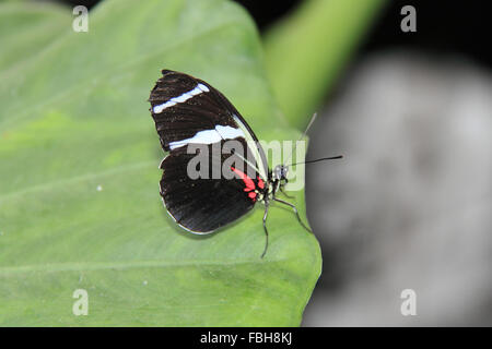 Antiochus Longwing (Heliconius antiochus). Butterflies in the Glasshouse 2016. RHS Garden Wisley, Woking, Surrey, England, UK. Special event from 16th January to 6th March 2016 that provides the opportunity to see tropical butterflies flying about in the glasshouse. Credit: Ian Bottle/Alamy Live News Stock Photo