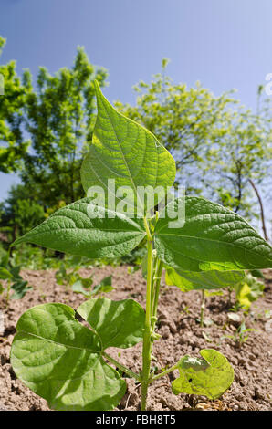 String Bean Stalk Young stalks of a string bean in the garden Stock Photo - Alamy