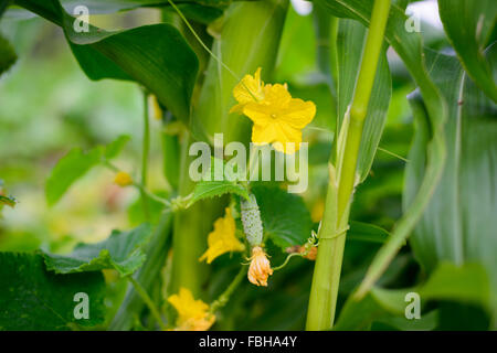 Cucumber vine on corn plant Stock Photo