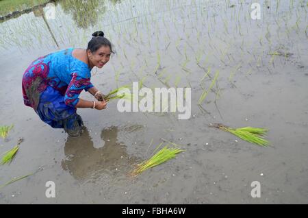 Rice planting Festival Nepal Stock Photo - Alamy