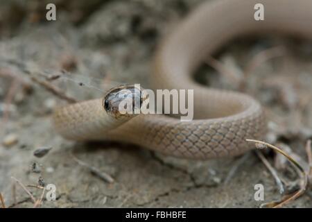 Collared dwarf snake (Eirenis collaris). A snake with head raised and spider's web attached, photographed near Baku, Azerbaijan Stock Photo