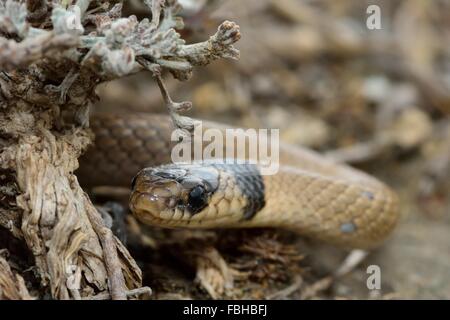 Collared dwarf snake (Eirenis collaris) looking round shrub. Close-up of this small snake appearing around undergrowth Stock Photo