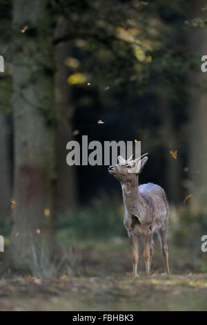 Young Fallow Deer ( Dama dama ) looks up to some leaves falling down, funny situation, reminds to the fairy tale of star money. Stock Photo