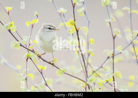 Chiffchaff / Zilpzalp ( Phylloscopus collybita ) perched on fresh green leaved birch branches. Stock Photo