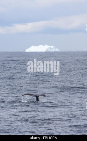 Tail of humpback whale swimming in open watrs near iceberg in Antarctica. Stock Photo