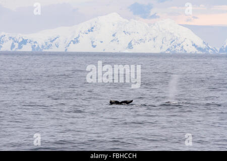 Tail flute and blow spout of humpback whales in waters off shores of Antarctica Peninsula. Stock Photo