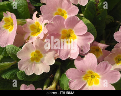 Pink primrose flowers (Primula vulgaris subsp. sibthorpii) in sunshine Stock Photo