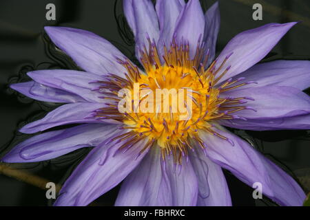 close up of a blue flower, 'Seerose' Stock Photo