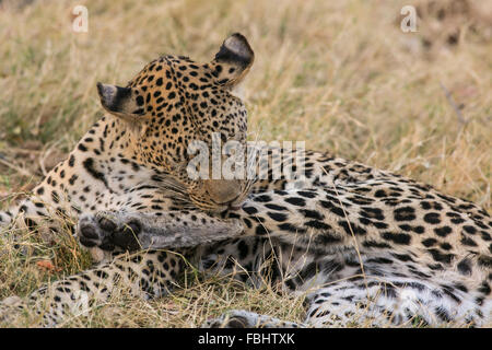 An african leopard (panthera pardus pardus) licking its paw after an early morning kill, Okavango Delta, Botswana, Africa Stock Photo