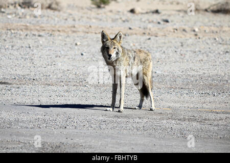 Lone desert coyote looking directly at camera in sunlight with long shadow, Mojave Desert, Death Valley, California, USA Stock Photo