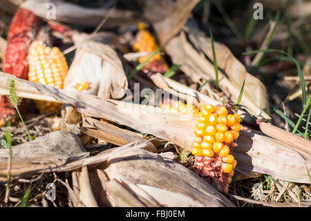 Leftover corn cob after threshing. Waste of food. Stock Photo