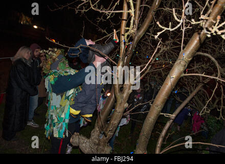 Essex, UK. 16th Jan, 2016. Wassailing for the first time in Clarence House conservation garden, Thaxted Essex, England. 16 January 2016 A young child presents a piece of toast to the oldest tree in the orchard as a blessing for a good harvest this year. The orchard-visiting wassail refers to the ancient custom of visiting orchards in cider-producing regions of England, reciting incantations and singing to the trees to promote a good harvest for the coming year. Credit:  BRIAN HARRIS/Alamy Live News Stock Photo