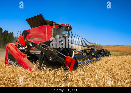 Case leveling combine harvesting wheat on a hillside in the Palouse ...