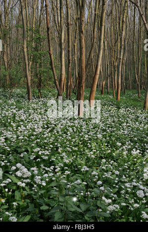 Carpet of wild garlic (Allium ursinum) or Ramsons in Freston wood, Suffolk, April 2011 Stock Photo