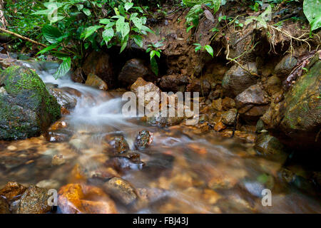 A small stream in a forest on the edge of the west block of Batang Toru ecosystem in Central Tapanuli, North Sumatra, Indonesia. Stock Photo
