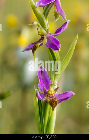 Ophrys apifera var.trollii -Wasp Orchid in flower in grassland meadow Stock Photo