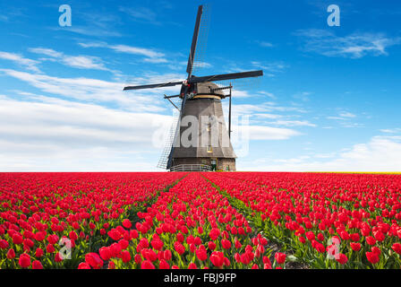 Vibrant tulips field with Dutch windmill Stock Photo