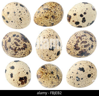 Collection of spotted quail eggs isolated on white with clipping path Stock Photo