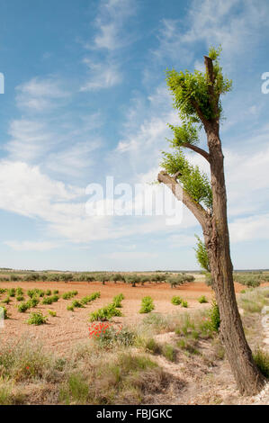Lonely tree, vineyard and olive grove. Belmonte de Tajo, Madrid province, Spain. Stock Photo