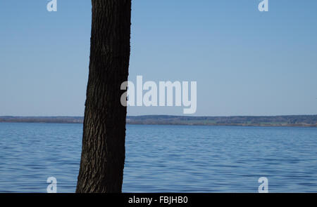 Single tree on the shore of lake. Clear skies and water. Stock Photo