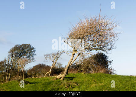 Wind blown trees, East Sussex, South Downs national park, England, UK Stock Photo