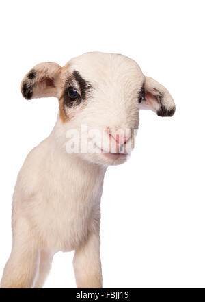 Cute little spotted  lamb isolated on white background Stock Photo