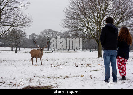 Couple watching the deer in the snow, wollaton hall Stock Photo