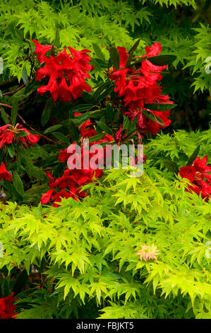 Rhododendron in bloom with maple, Crystal Springs Rhododendon Gardens, Portland, Oregon Stock Photo