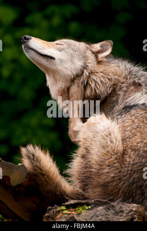 Timber wolf, Oregon Zoo, Washington Park, Portland, Oregon Stock Photo