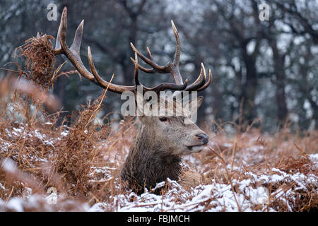 London, United Kingdom. 17th January, 2016. A red deer stag chills in snow-covered bracken in Richmond Park. Credit:  Jacqueline Lau/Alamy Live News Stock Photo