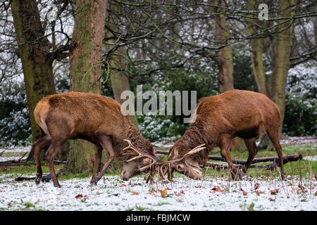 London, United Kingdom. 17th January, 2016. A heated moment: Red deer stags sparring on snow-covered grounds in Richmond Park. Credit:  Jacqueline Lau/Alamy Live News Stock Photo