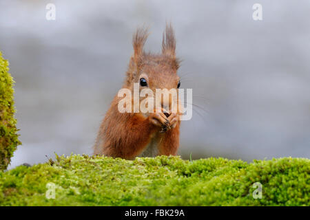 Red Squirrel (Sciurus vulgaris) perched by moss covered bolder alongside the Cotterbeck, in Cotterdale, Yorkshire dales national Stock Photo