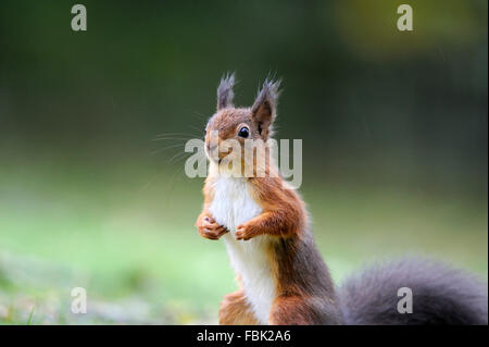Red Squirrel (Sciurus vulgaris) close up on garden lawn, in the Newlands Valley, near Keswick, Cumbria, the Lake District, Octob Stock Photo