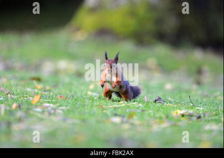 Red Squirrel (Sciurus vulgaris) leaping forward, on garden lawn, in the Newlands Valley, near Keswick, Cumbria, the Lake Distric Stock Photo