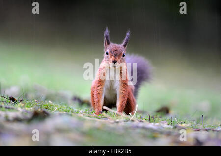 Red Squirrel (Sciurus vulgaris) in ouring rain, looking straight at camera, on garden lawn, in the Newlands Valley, near Keswick