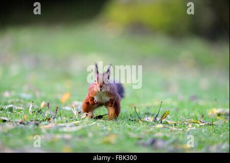 Red Squirrel (Sciurus vulgaris) running towards camera, on garden lawn, in the Newlands Valley, near Keswick, Cumbria, the Lake  Stock Photo