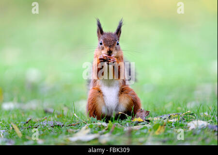 Red Squirrel (Sciurus vulgaris) sitting on haunches, with hazelnut in mouth, on garden lawn, in the Newlands Valley, near Keswic Stock Photo