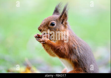 Red Squirrel (Sciurus vulgaris) with hazelnut, on garden lawn, in the Newlands Valley, near Keswick, Cumbria, the Lake District, Stock Photo