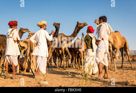 Camel traders discuss a deal during the annual Pushkar Camel Fair, Rajasthan India Stock Photo