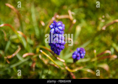 grape hyacinth, blue bell, bluebell flower, spring flowera Stock