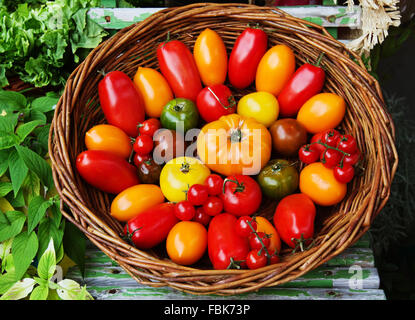 Multicolored different kinds of tomatoes in a basket at market. Stock Photo