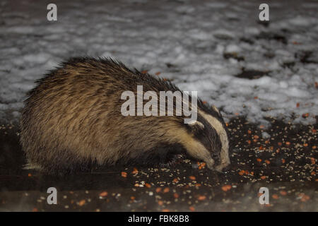 European Badger (Meles meles) eating  peanuts and  sunflower Cumbria UK Weather 18th January 2016 .Wild Badger & snow in Cumbrian garden patio  at midnight for peanut feast  ' Chris Packham -of BBC Winter watch has in the past on the program 'Badgers do NOT come out in the snow' Credit:  GLS /Alamy Live News Stock Photo