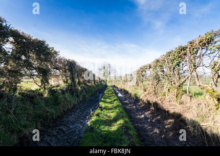 Tractors tracks through the Clandeboye Estate area of County Down. Stock Photo