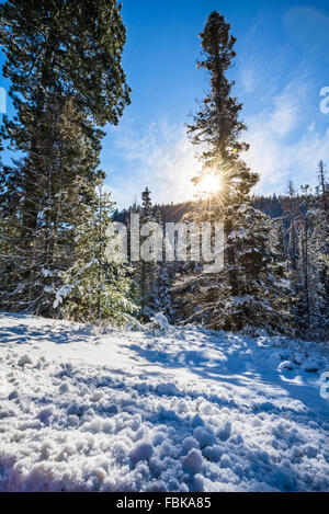 Fresh ice crystals on the ground in the forest. Stock Photo