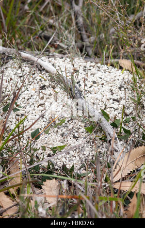 Jumping jack ant nest (Myrmecia pilosula) at Wilson's Promontory National Park Stock Photo