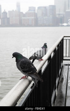 Urban pigeons perched on the end of the pier on Jersey City waterfront on a misty, wet day looking across to the NYC skyline. Stock Photo